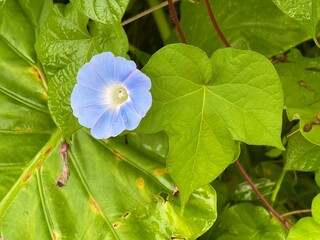 wild moring glory flower