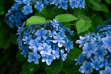 重なり合う青色　美しすぎる青のグラデーション ― 八重咲きアジサイの優美な姿｜Layered Blue Petals &mdash; The Elegant Beauty of Double-Flowered Hydrangea