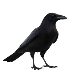 Fototapeta premium A black crow, full-body side view, isolated on a transparent background, in a PNG file.