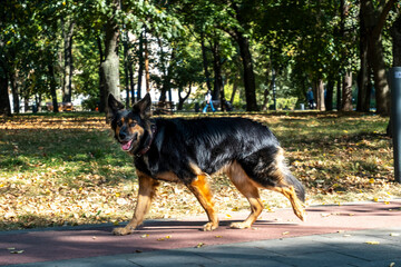 German Shepherd joyfully walks on a park path surrounded by lush green trees and fallen leaves. The dog's relaxed expression captures a moment of happiness in the outdoors.