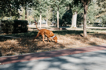 Dog sniffing fallen leaves in a sunny park, surrounded by trees and greenery. The scene captures the dog's natural inquisitiveness and the autumn atmosphere with light filtering through.