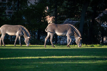 Zebras peacefully graze on a lush green meadow under the dappled sunlight. Their striking black and white stripes create a mesmerizing pattern against the soft green backdrop of trees.