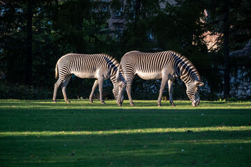 Zebras peacefully graze on a lush green meadow under the dappled sunlight. Their striking black and white stripes create a mesmerizing pattern against the soft green backdrop of trees.