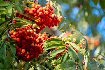 Clusters of bright red rowan berries hang from a lush green tree branch. The vivid colors and natural arrangement create a striking autumn scene highlighting the beauty of nature.