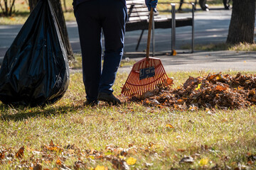 Person raking fallen autumn leaves in a park, gathering them into a black garbage bag. This outdoor cleanup activity highlights seasonal maintenance and environmental care.