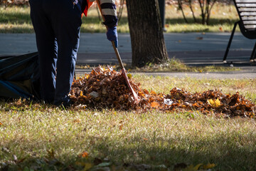 A person rakes a pile of autumn leaves in a park, wearing gloves and focused on tidying the area....