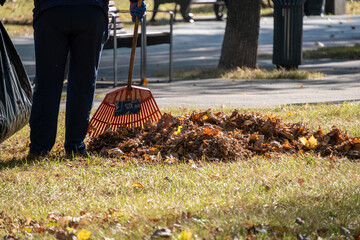 Person raking fallen autumn leaves in a park, gathering them into a black garbage bag. This outdoor cleanup activity highlights seasonal maintenance and environmental care.