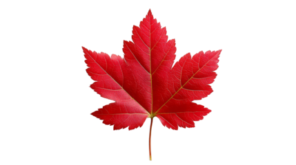 Vibrant red leaf against a lush green background, stunning contrast of nature's colors
