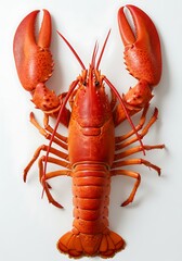 紅の甲殻類の肖像