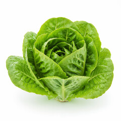 Obraz premium Crisp lettuce head displays its vibrant green leaves with water droplets on a plain white background