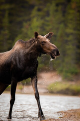Moose 