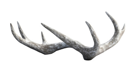 Pair of Shed Deer Antlers with a Mottled Gray and White Texture Isolated on Black