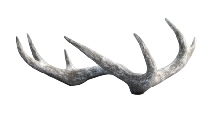 Pair of Shed Deer Antlers with a Mottled Gray and White Texture Isolated on Black