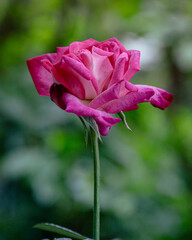 Obraz premium Rose