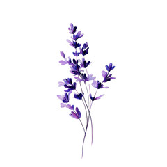 Purple Lavender Flowers Bouquet Isolated on Black botanical floral plant