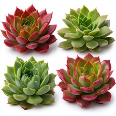 Closeup of Four Succulents Red and Green Rosettes on White Background