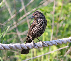 Female Red-winged blackbird Perched On a Rope