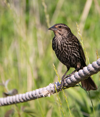 Female Red-winged blackbird Perched On a Rope