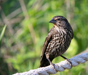 Female Red-winged blackbird Perched On a Rope