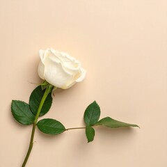 Obraz premium White Rose on Beige Background