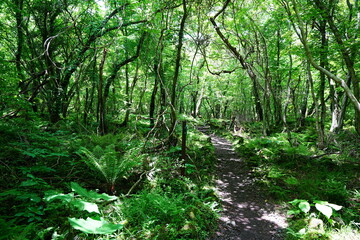 sparkling ferns in the gleaming sunlight