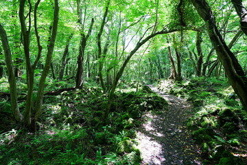 charming spring path in the gleaming sunlight