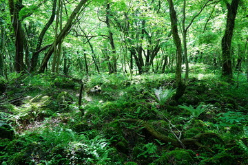 sparkling ferns in the gleaming sunlight