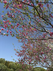 八重桜と青空