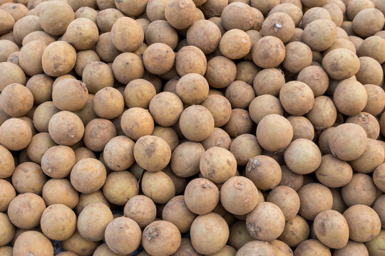 Pile of many fresh Sapota fruits for sale in the market in India .