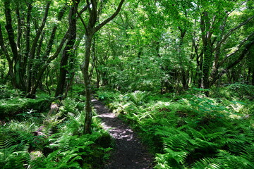 fine path through dense ferns

