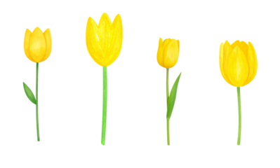 A collection of vibrant yellow tulip flowers with green stems.