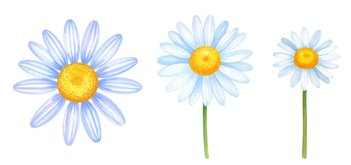 A collection of beautiful daisies showcasing their vibrant colors and natural beauty.