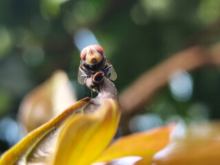 Flies, flying insects with red eyes and thin wings perched on green leaves, this type is often seen flying in kitchens and trash, with a blurred natural background.