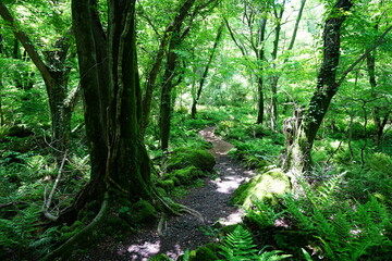 Obraz premium old trees and mossy rocks in spring forest 