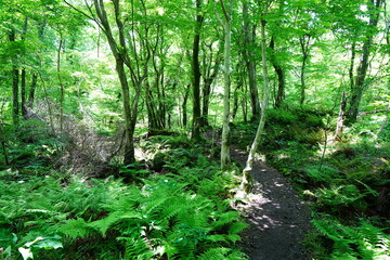 fine path through dense ferns
