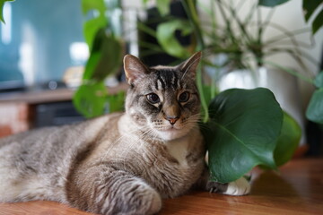 観葉植物と猫