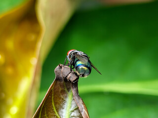 Flies, flying insects with red eyes and thin wings perched on green leaves, this type is often seen...