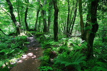 charming spring path in the gleaming sunlight