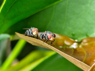 Flies, flying insects with red eyes and thin wings perched on green leaves, this type is often seen flying in kitchens and trash, with a blurred natural background.