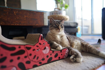 爪とぎで寛ぐ猫