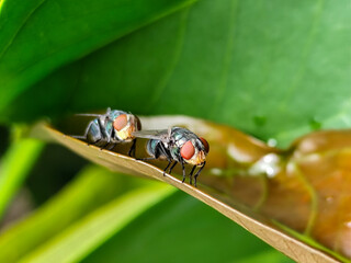 Flies, flying insects with red eyes and thin wings perched on green leaves, this type is often seen...