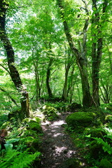 Obraz premium old trees and mossy rocks in spring forest 