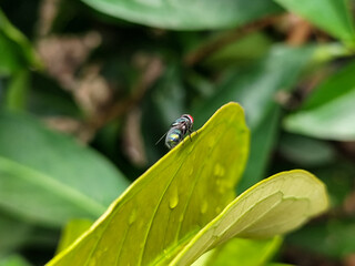 Flies, flying insects with red eyes and thin wings perched on green leaves, this type is often seen flying in kitchens and trash, with a blurred natural background.