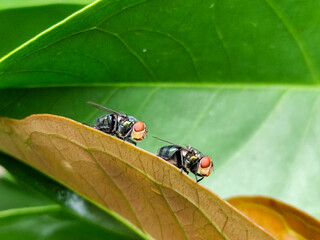 Flies, flying insects with red eyes and thin wings perched on green leaves, this type is often seen...