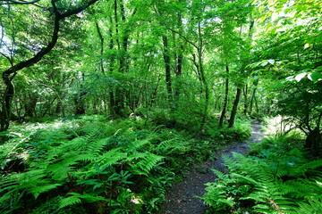 Fototapeta premium fine path through dense ferns 