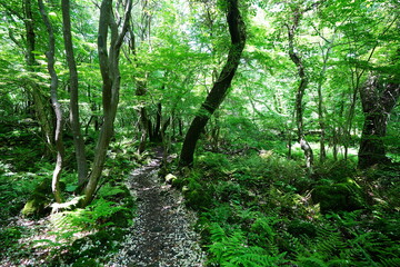 charming spring path in the gleaming sunlight