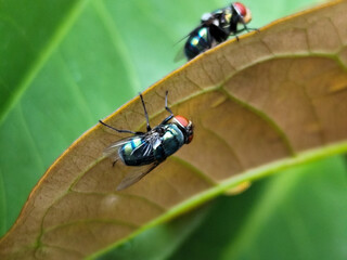 Flies, flying insects with red eyes and thin wings perched on green leaves, this type is often seen...