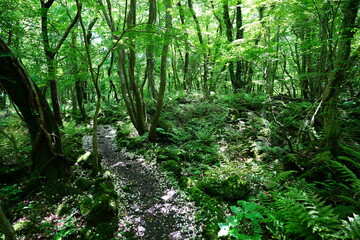 Fototapeta premium charming spring path in the gleaming sunlight