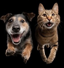 Fototapeta premium A dog and a cat are jumping in the air