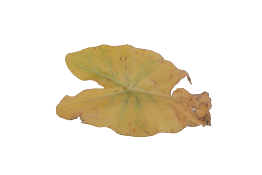 Underside of Yellow Leaf on Transparent Background PNG Stock Image